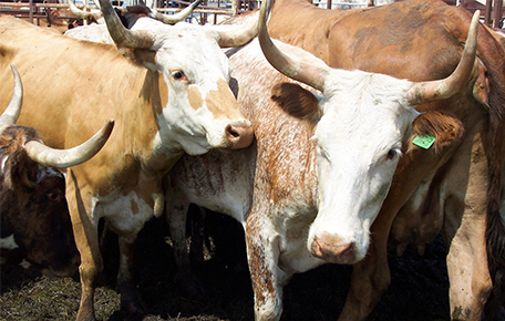 肉牛疾病与发情监测管理解决方案