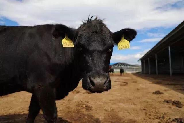 高科技武装安格斯牛，云辉牧联让牛产业更“牛”