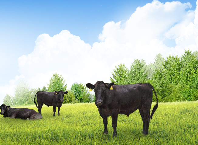 【贵牛】APP  肉牛养殖管理移动端软件