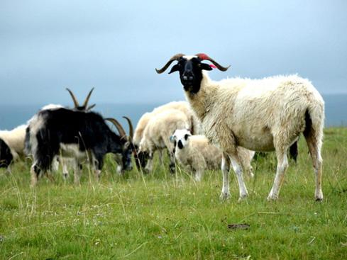云辉牧联青海藏羊可追溯系统，助力“乌兰茶卡羊”有机品牌建设