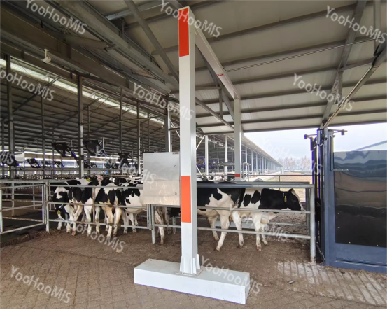 云辉牧联AI牲畜体尺自动测量系统开启牲畜选育智慧新时代