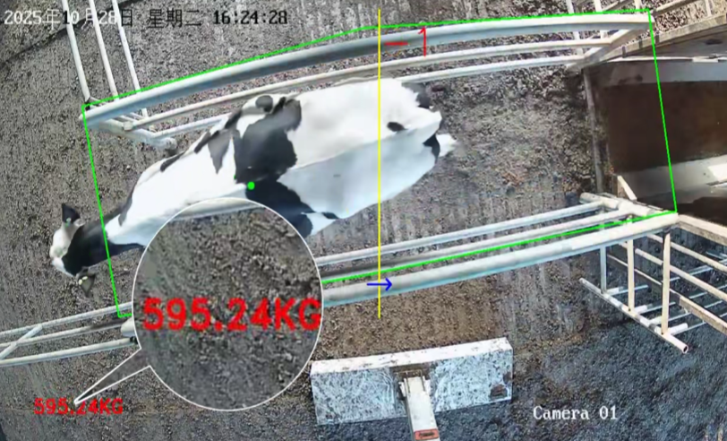 告别应激！云辉牧联 AI 估重，让养殖称重更省心