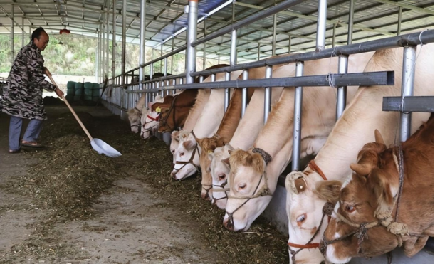 南非 I 型口蹄疫来袭，云辉牧联数智化方案为肉牛养殖筑牢 “安全防线”